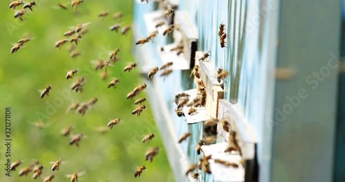 Slow motion of Honey Bee flying around Beehive with blurred background. Beekeeping.