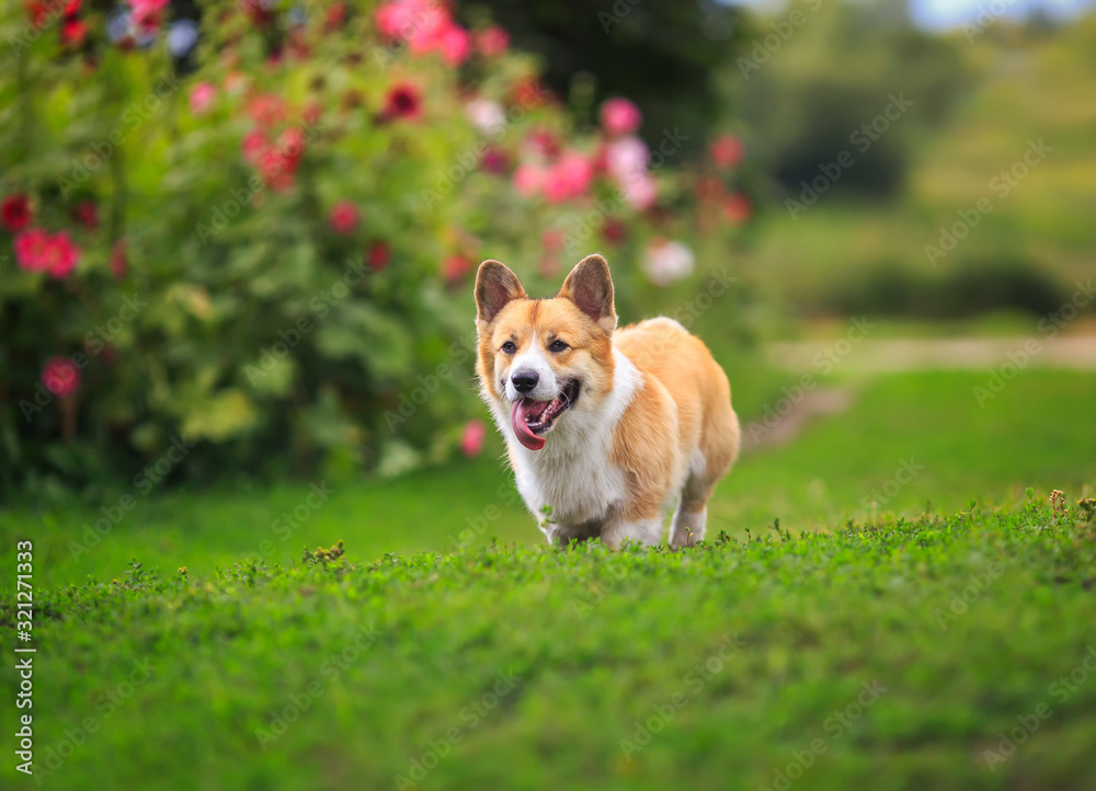 puppy dogs a red Corgi runs quickly along a green path in a summer blooming garden with his tongue hanging out