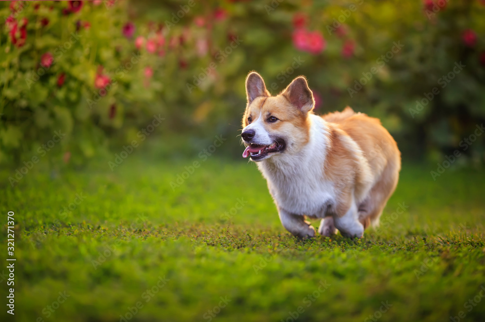 beautiful puppy dogs a red Corgi runs quickly along a green path in a summer blooming garden with his tongue hanging out on the green grass