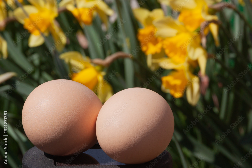 two natural beige chicken eggs on a background of yellow blooming daffodils flowers. bright sunny photo concept of natural eco farming products for advertising local poultry farm promotion two natural beige chicken eggs on a background of yellow blooming daffodils flowers. bright sunny photo concept of natural eco farming products for advertising local poultry farm promotion