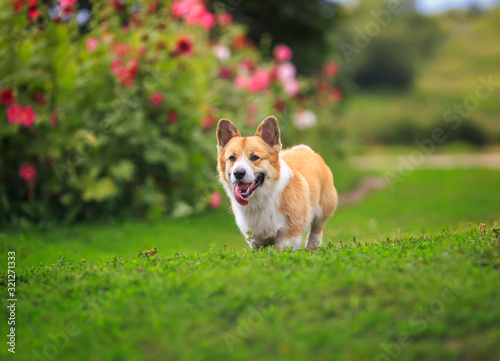 puppy dogs a red Corgi runs quickly along a green path in a summer blooming garden with his tongue hanging out © nataba