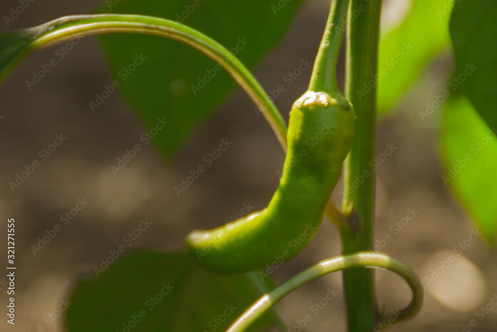 small green fresh hot chili peppers growing on a foliage branch close-up. cultivation of natural eco vegetables, farm agriculture, gardening. spicy natural pepper spices authentic cuisine small green fresh hot chili peppers growing on a foliage branch close-up. cultivation of natural eco vegetables, farm agriculture, gardening. spicy natural pepper spices authentic cuisine