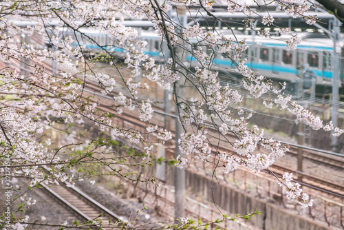 Sakura cherry blossom full bloom at Asukayama park photo