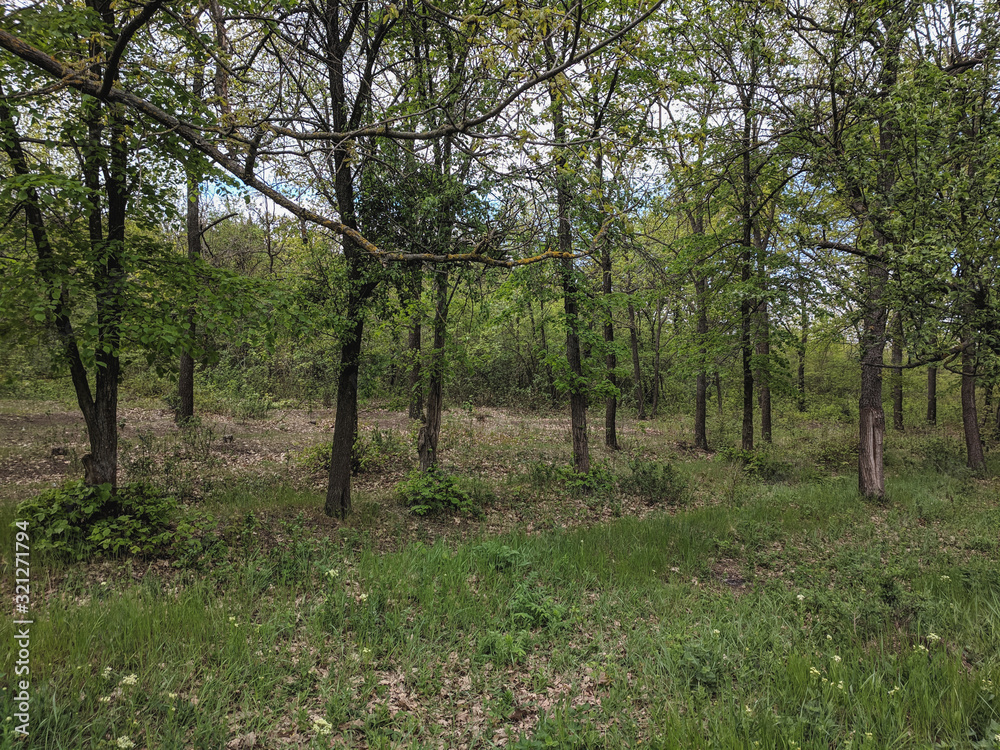impenetrable thickets in a pine forest
