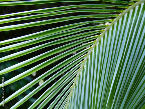 green coocnut leaf texture