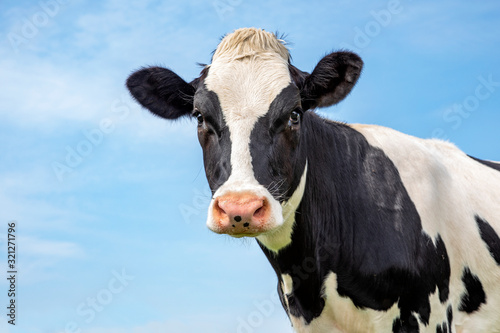 Adult black and white cow, gentle look, in front of  a blue sky.