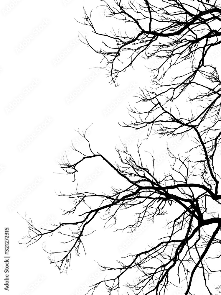 Fototapeta premium branch of tree silhouette on white background