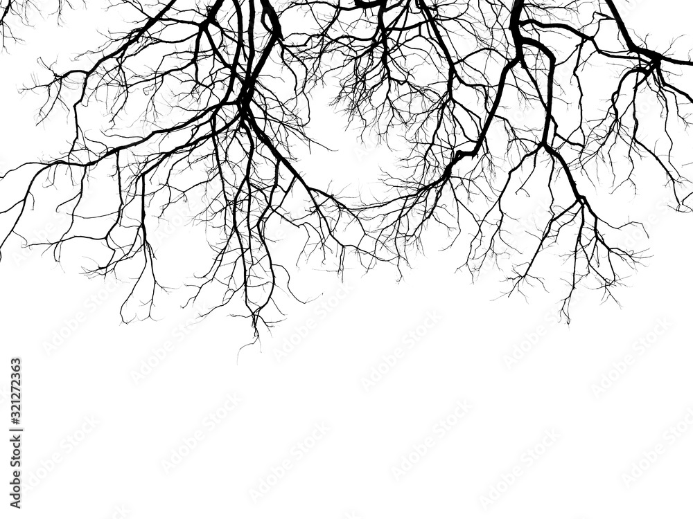 branch of tree silhouette on white background branch of tree silhouette on white background