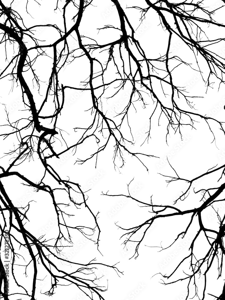 Obraz premium branch of tree silhouette on white background