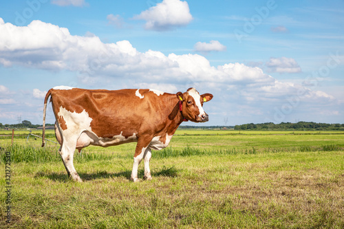 Brown red cow, large full udders, in a pasture in the Netherlands, blue sky and green grass.