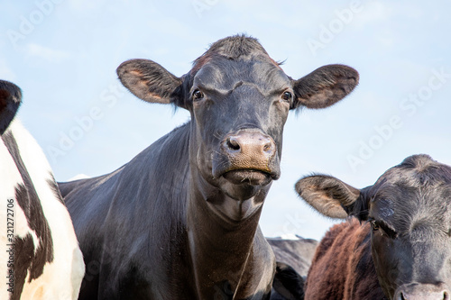 Close up of a cow in the middle of a group of cows black and white © Clara