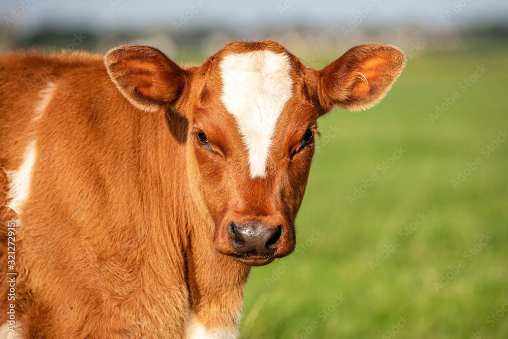 Close up portrait of the head of red calf, breed: Close up portrait of the head of red calf, breed: