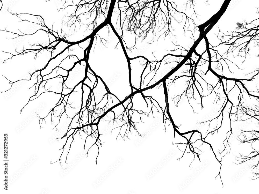 Obraz premium branch of tree silhouette on white background