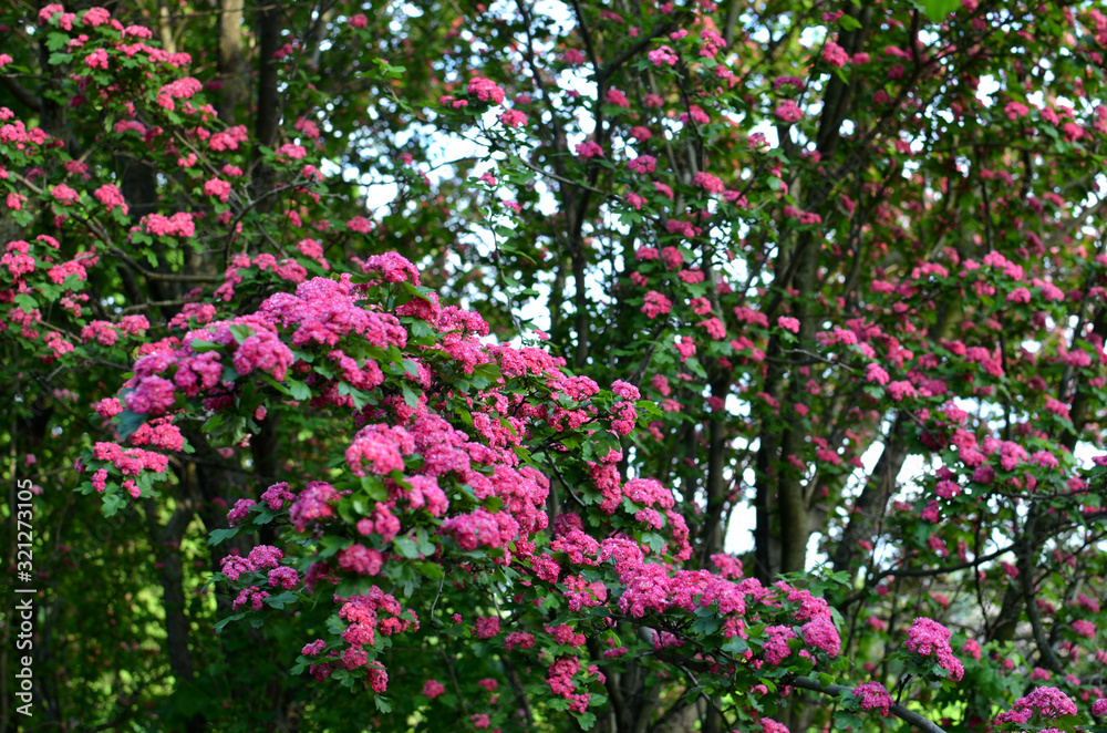 Pink Hawthorn tree in blossom - beautiful floral background, spring tree pink bloom.