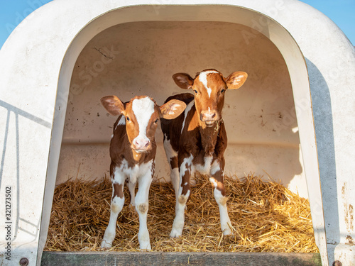 Fototapete Two cute calves in a white calfhutch, on straw and with sunshine