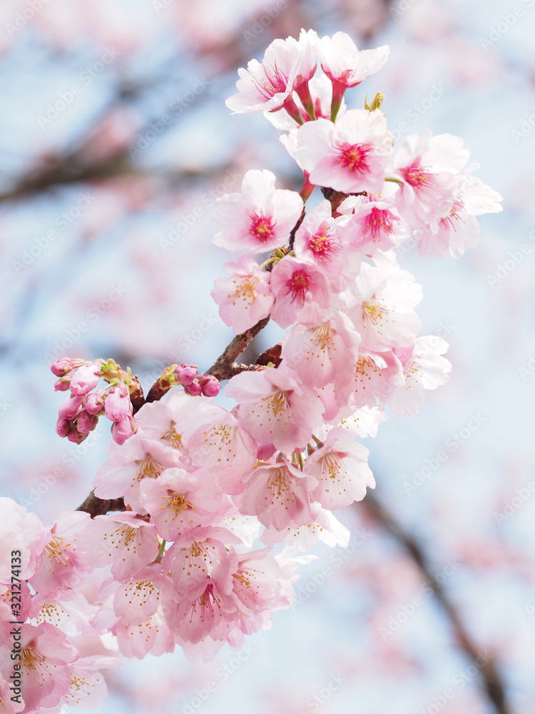 大寒桜が満開な日本の春の風景 Stock Photo Adobe Stock