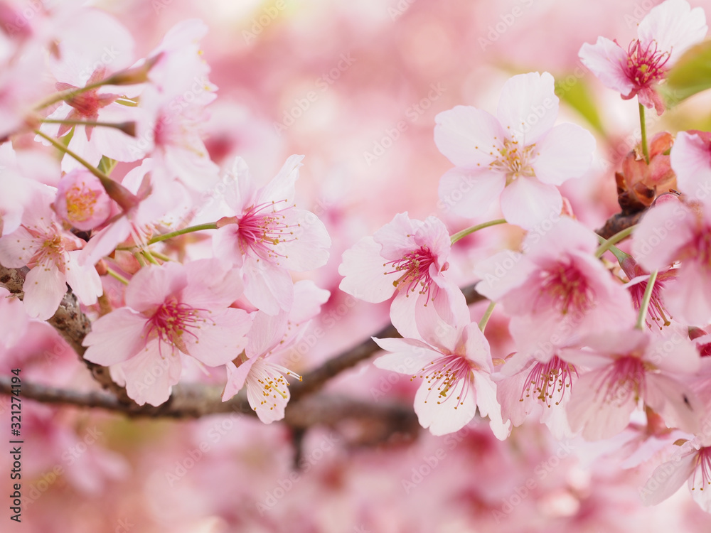 大寒桜が満開な日本の春の風景 Stock Photo Adobe Stock