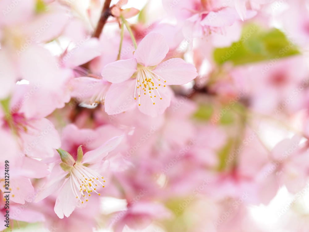 Naklejka premium 大寒桜が満開な日本の春の風景