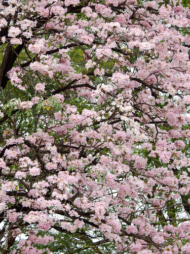 Pink trumpet tree (Tabebuia rosea), The beauty of pink flowers that are blooming in the winter