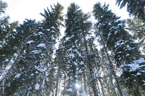 Snowy Pine Trees With Sun Peeking Through
