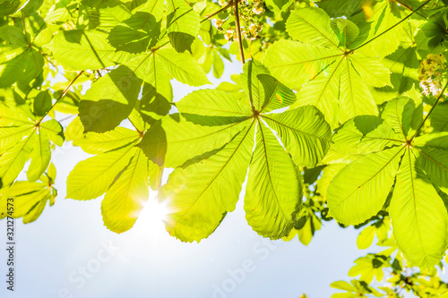 Frische Kastanienblätter im Frühling im Gegenlciht