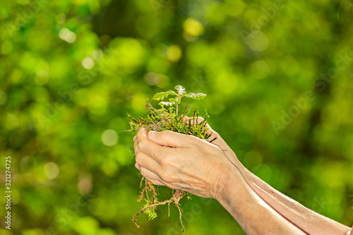 Junger Eichenbaum wird von Händen gehalten