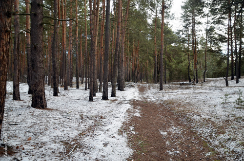 Wallpaper Mural Forest near Kiev Torontodigital.ca