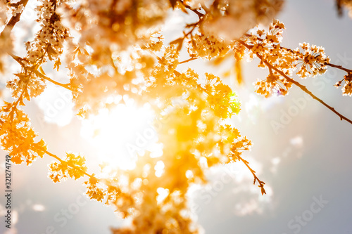 Kirschbaumblüten im Gegenlicht mit Sonnenstrahlen