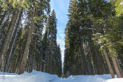 Snow Covered Path Through Rows of Pine Trees In Winter © produkcijastudio