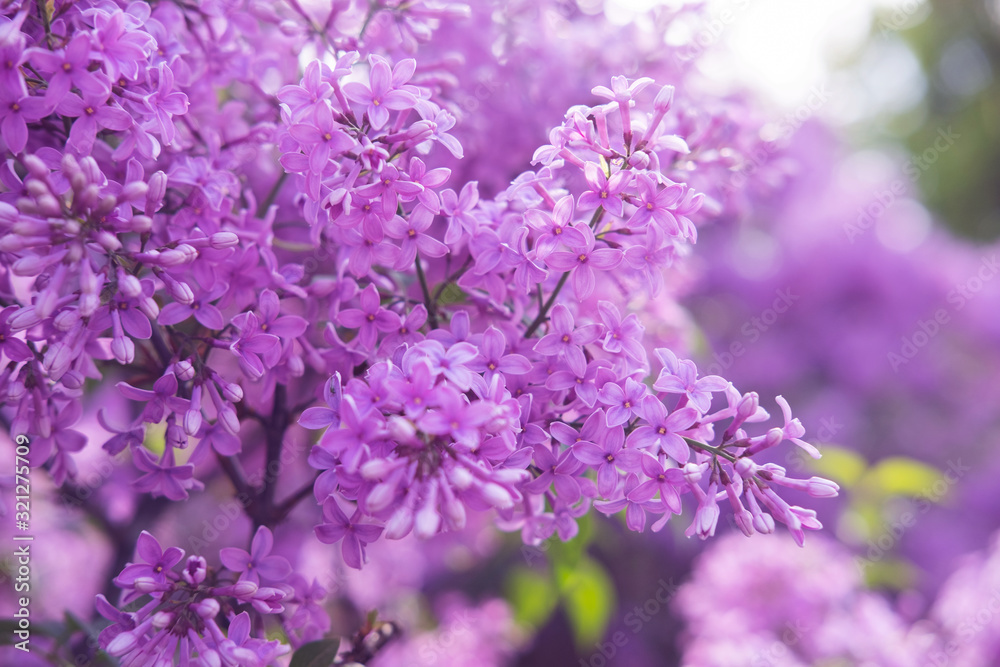 Spring flowers of lilac in the garden, spring background Spring flowers of lilac in the garden, spring background