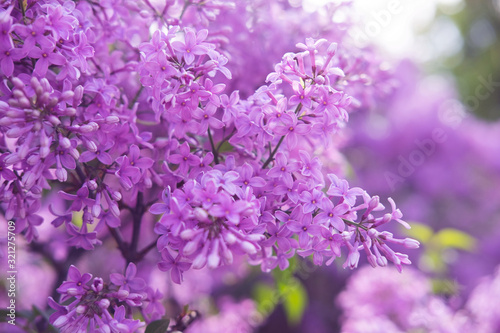 Fototapeta Naklejka Na Ścianę i Meble -  Spring flowers of lilac in the garden, spring background