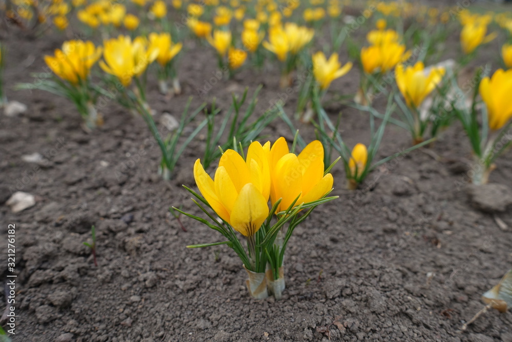A lot of amber yellow flowers of crocuses in March A lot of amber yellow flowers of crocuses in March