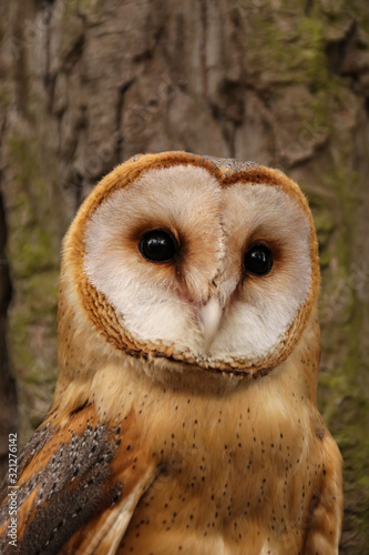 Barn owl close-up closeup on a wood background vertical photo © Natalya