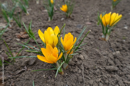 Close shot of amber yellow flowers of crocuses in March