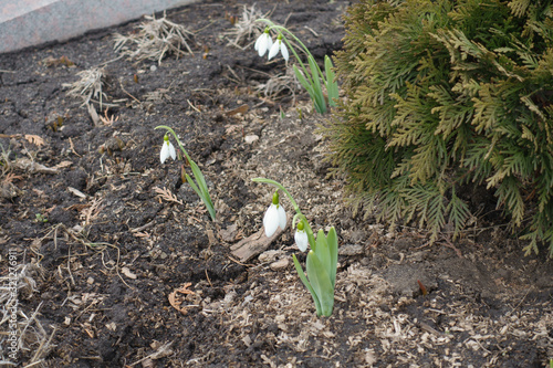 Fotografia Flowers of sbowdrops with six free perianth segments in two whorls