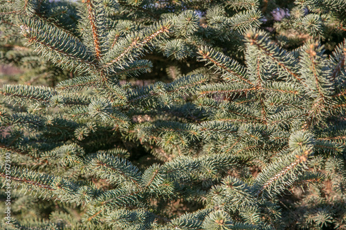 Natural background. Fir branches. Close-up