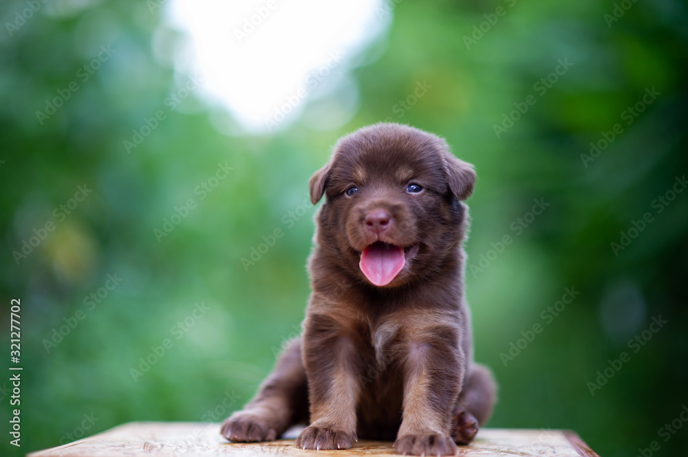 Cute brown puppies sitting on the table
