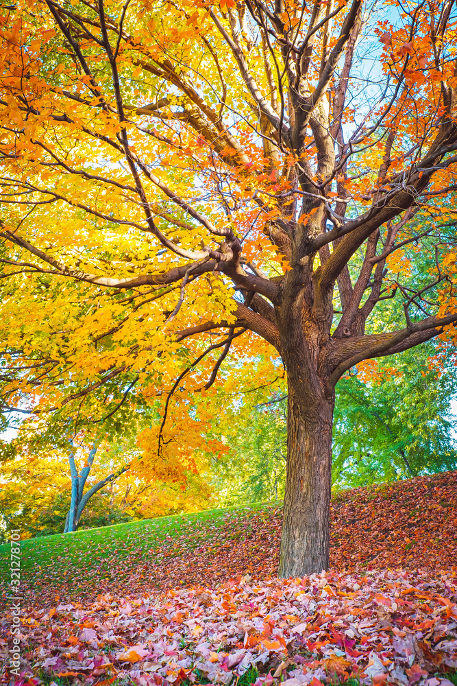Fototapeta premium Mont Royal in Autumn, Montreal, Canada