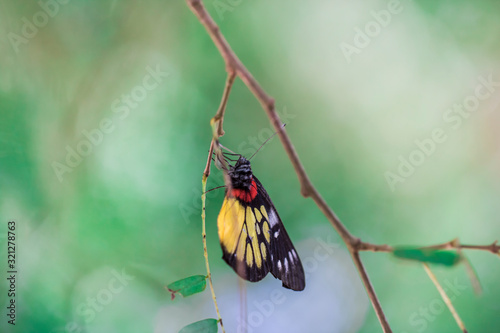 Delias pasithoe, is a beautiful medium-sized butterfly photo