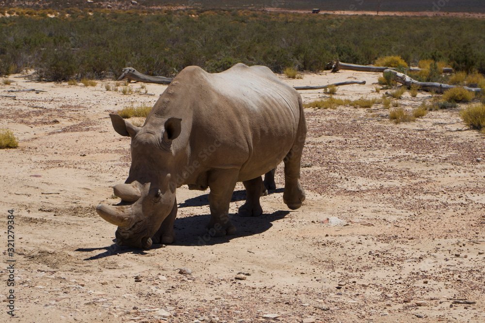 Obraz premium Rhino Pair