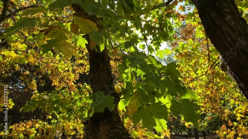 Sun shining through tree branches with yellow leaves in autumn park in the morning. Botanical Garden in Simferopol, Crimea, Russia.