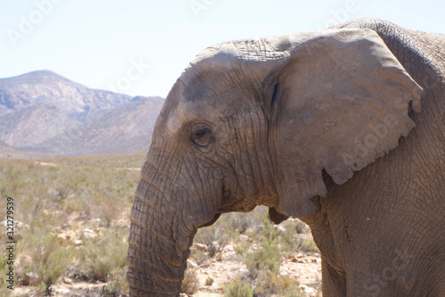 Elephants in South Africa