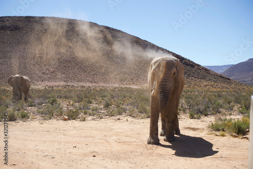 Elephants in South Africa