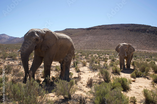 Elephants in South Africa