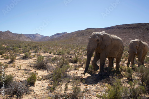 Elephants in South Africa