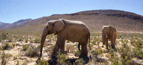 Elephants in South Africa