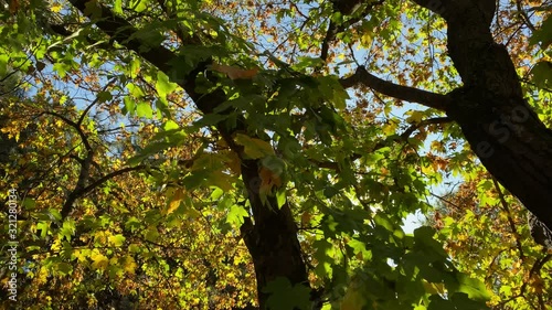 Sun shining through tree branches with yellow leaves in autumn park in the morning. Botanical Garden in Simferopol, Crimea, Russia.
