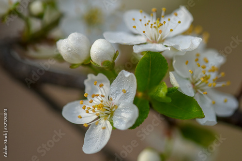 Allphotokz Blooming Trees 20190329 7769 D810