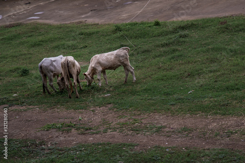 Fototapeta Naklejka Na Ścianę i Meble -  White cows on a field on a nite day in summer.