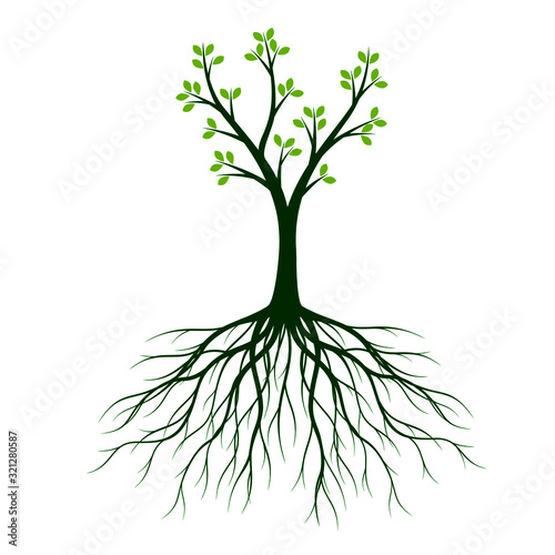 Green spring Tree with Roots. Vector Illustration.